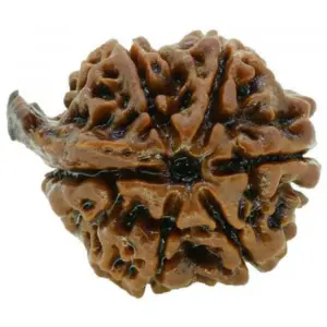 9 mukhi